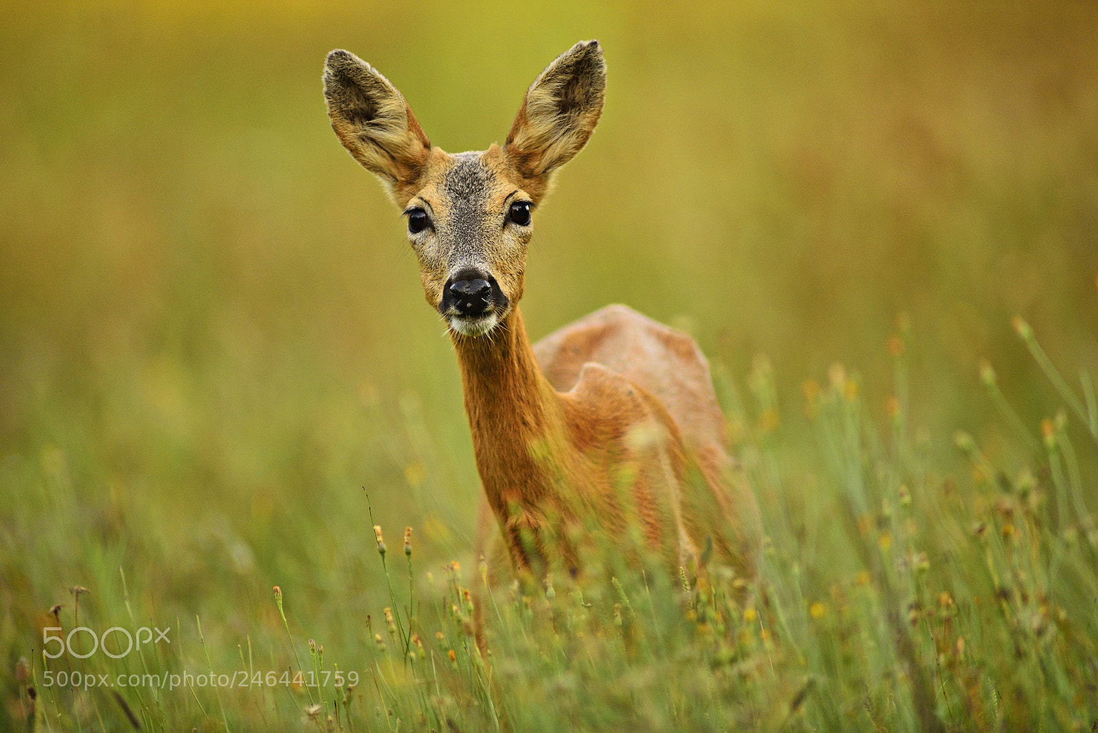 Nikon D800 sample photo. Roe deer photography