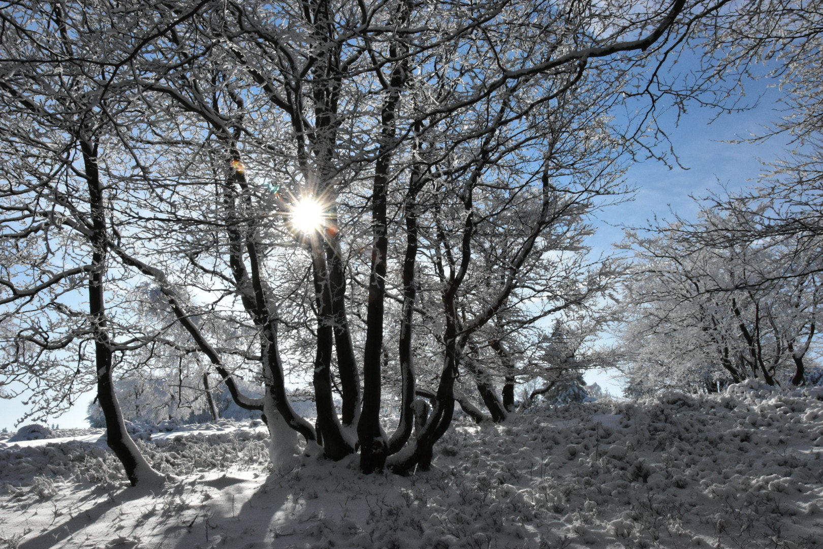 Nikon D5600 sample photo