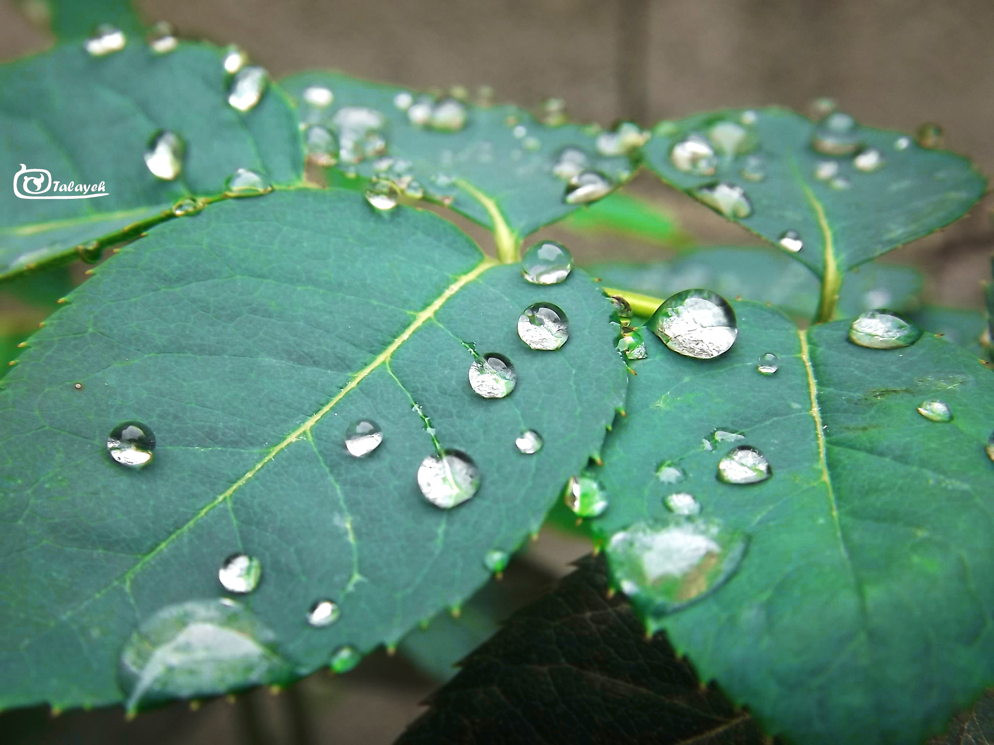 FujiFilm FinePix S4000 (FinePix S4050) sample photo. Drops on the leafs photography