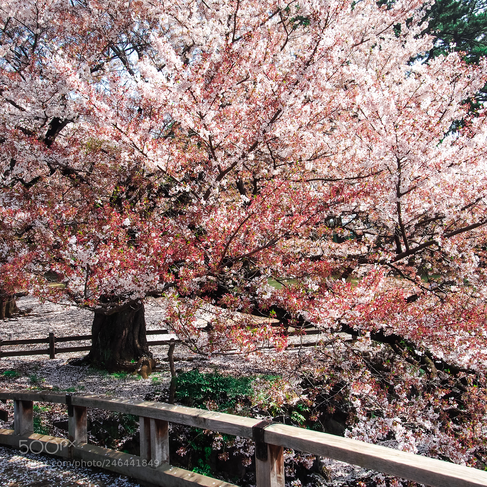 Olympus OM-D E-M5 sample photo. Sakura photography