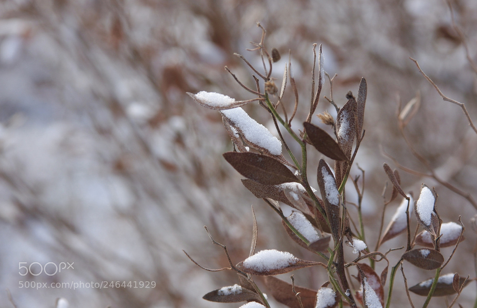 Canon EOS 40D sample photo. Fullsizeinput a photography