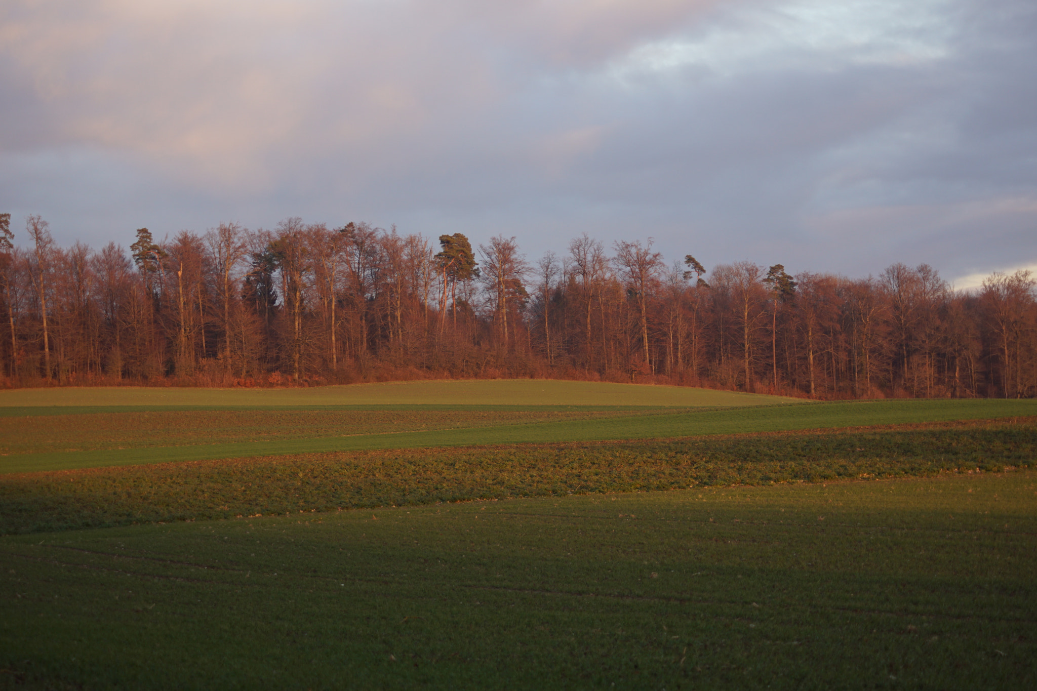 Sony DT 55-200mm F4-5.6 SAM sample photo. Landschaft im januar photography