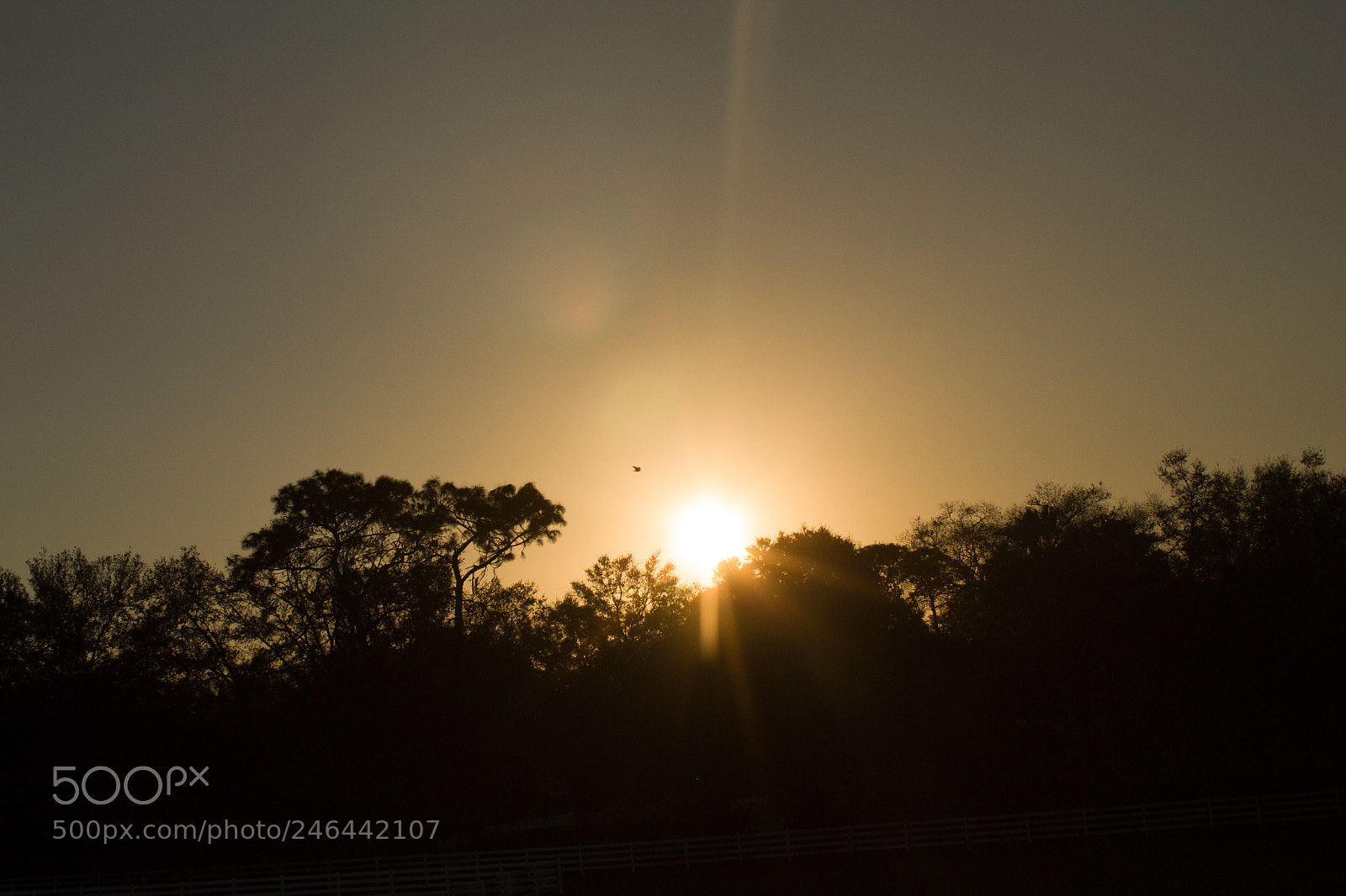 Canon EOS 1300D (EOS Rebel T6 / EOS Kiss X80) sample photo. Sunset over trees photography
