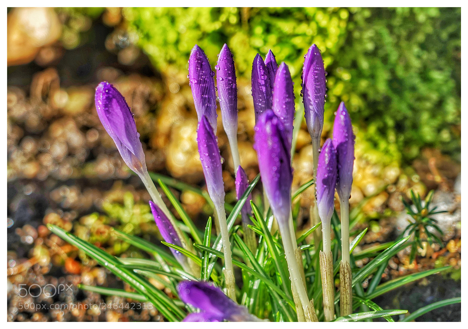 Sony a7R sample photo. Krokusse photography