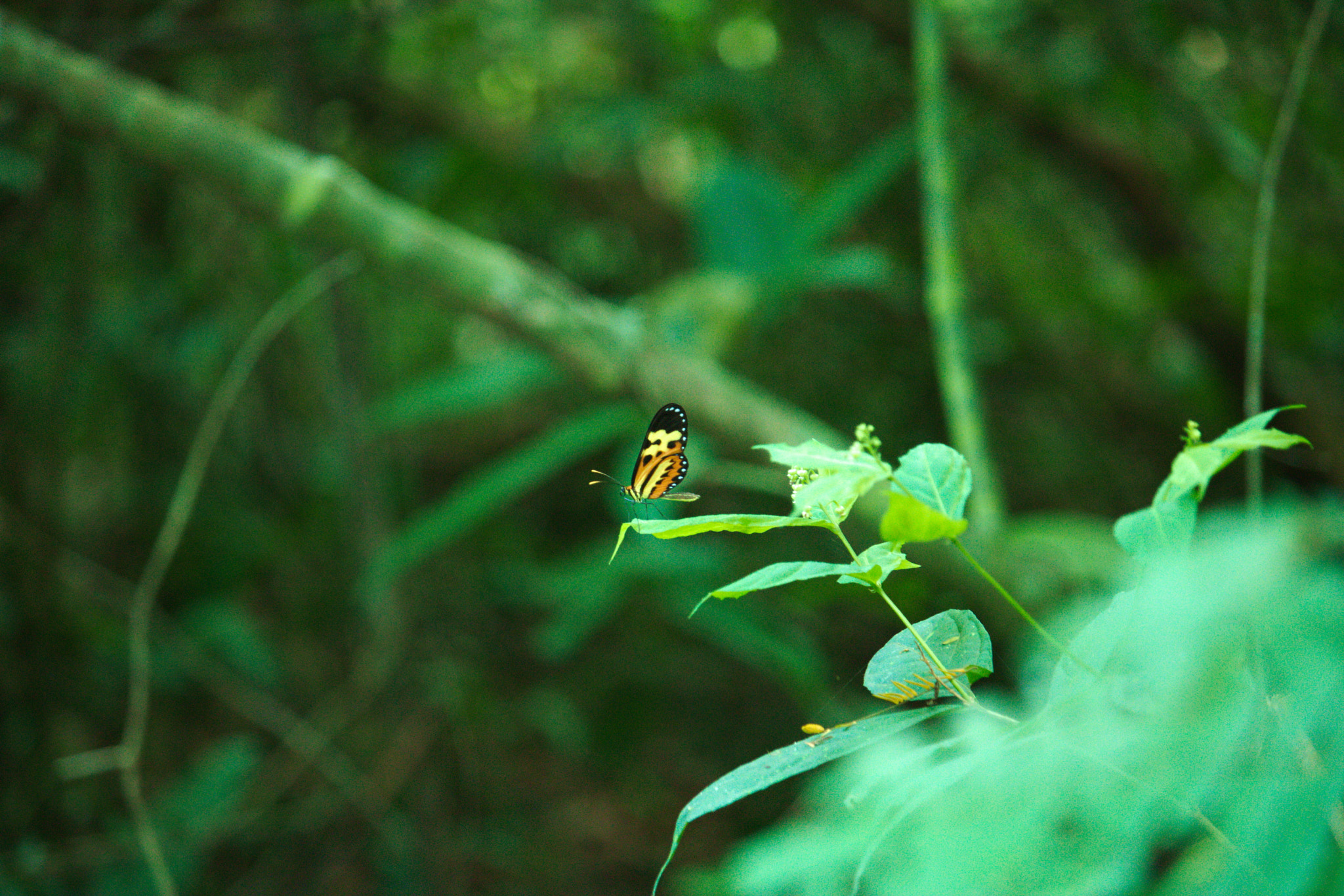Canon EF-S 55-250mm F4-5.6 IS STM sample photo. Borboleta 1 - represa do horto - sumaré photography