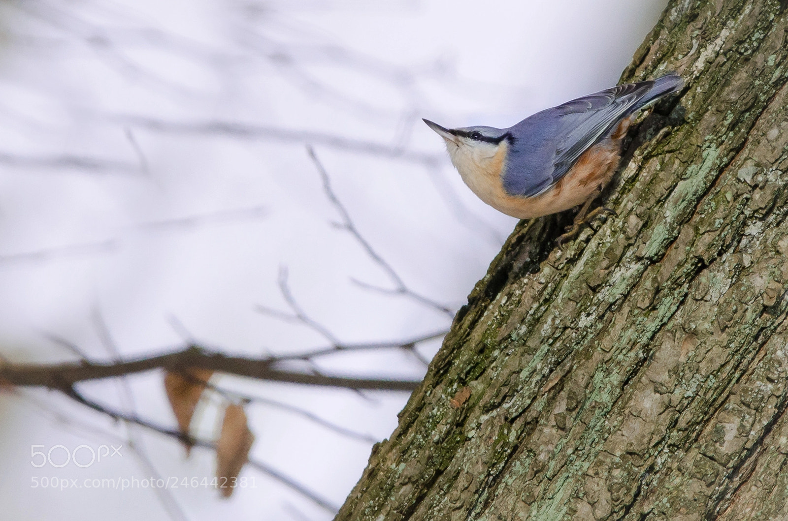 Nikon D5100 sample photo. _...-1076.jpg photography