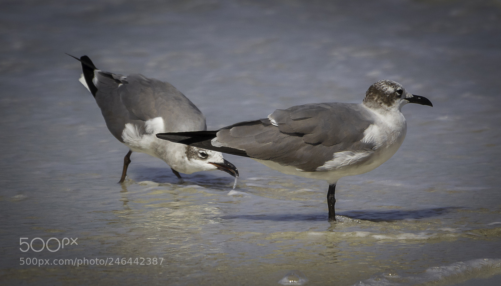 Canon EOS 700D (EOS Rebel T5i / EOS Kiss X7i) sample photo. Hunting for food photography