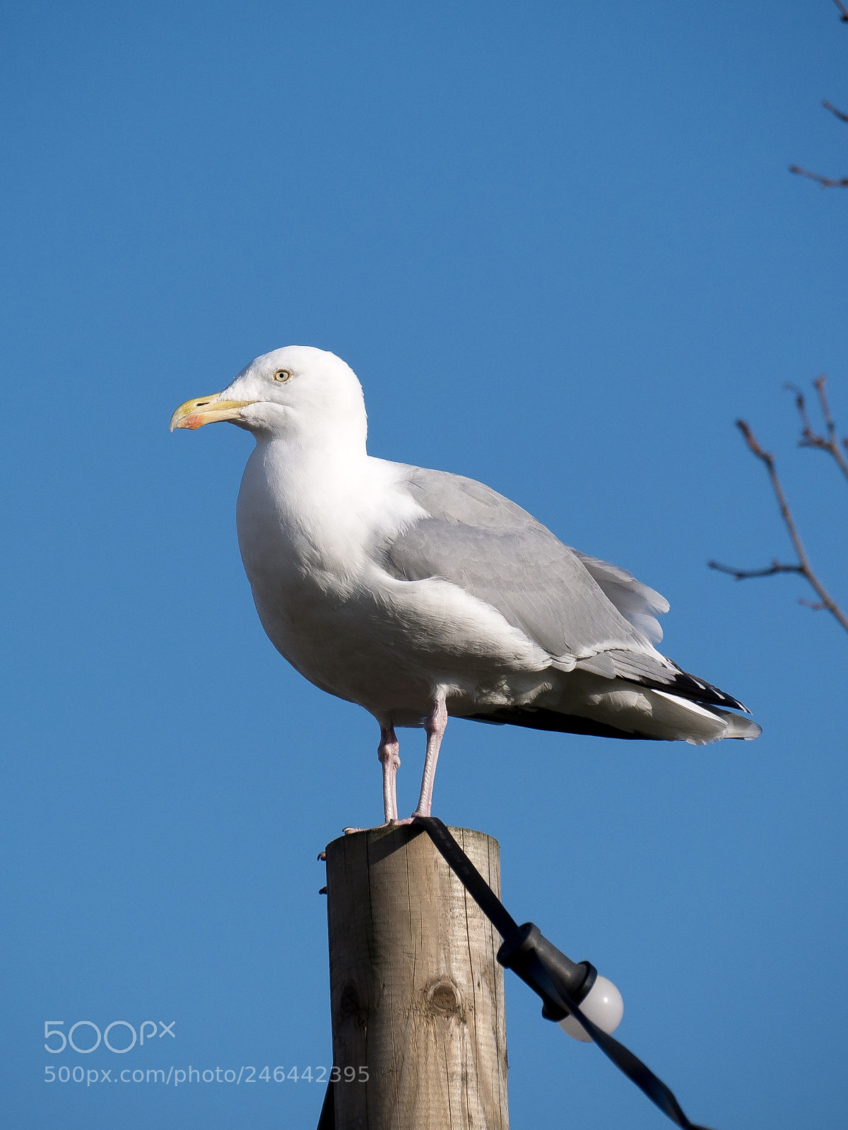 Panasonic Lumix DMC-G85 (Lumix DMC-G80) sample photo. Lookout gull photography