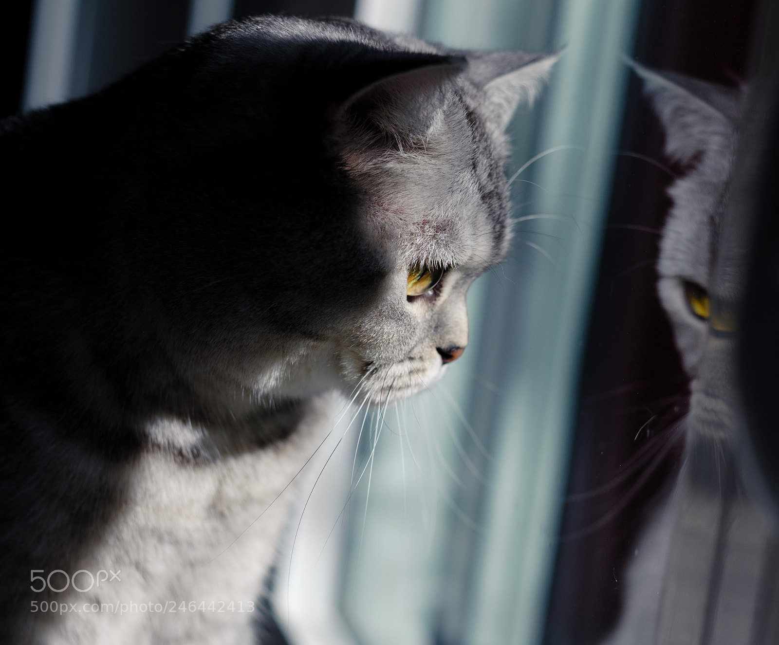 Fujifilm X-T2 sample photo. Luna and her reflection photography