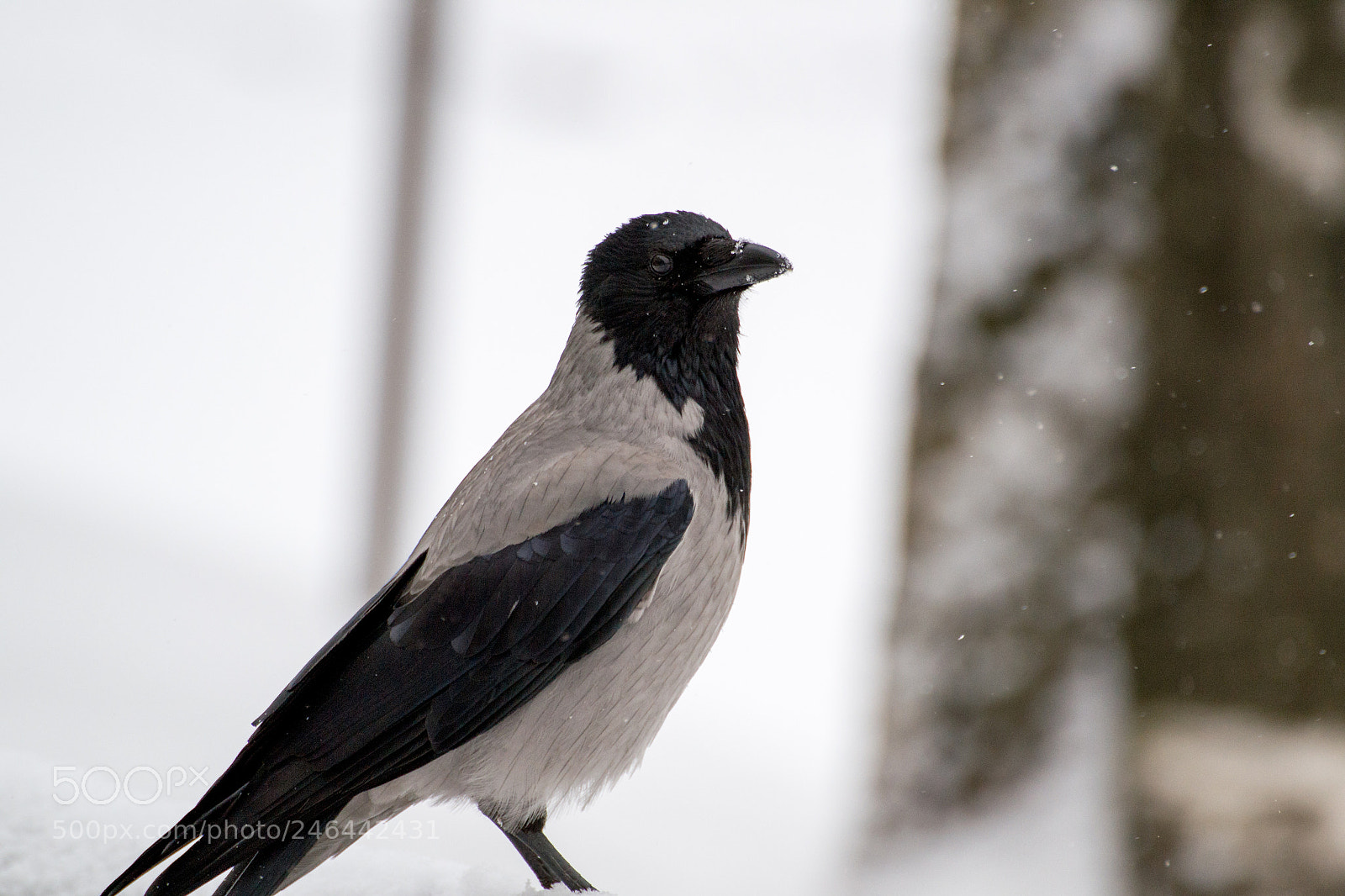 Nikon D3100 sample photo. Corvus cornix photography