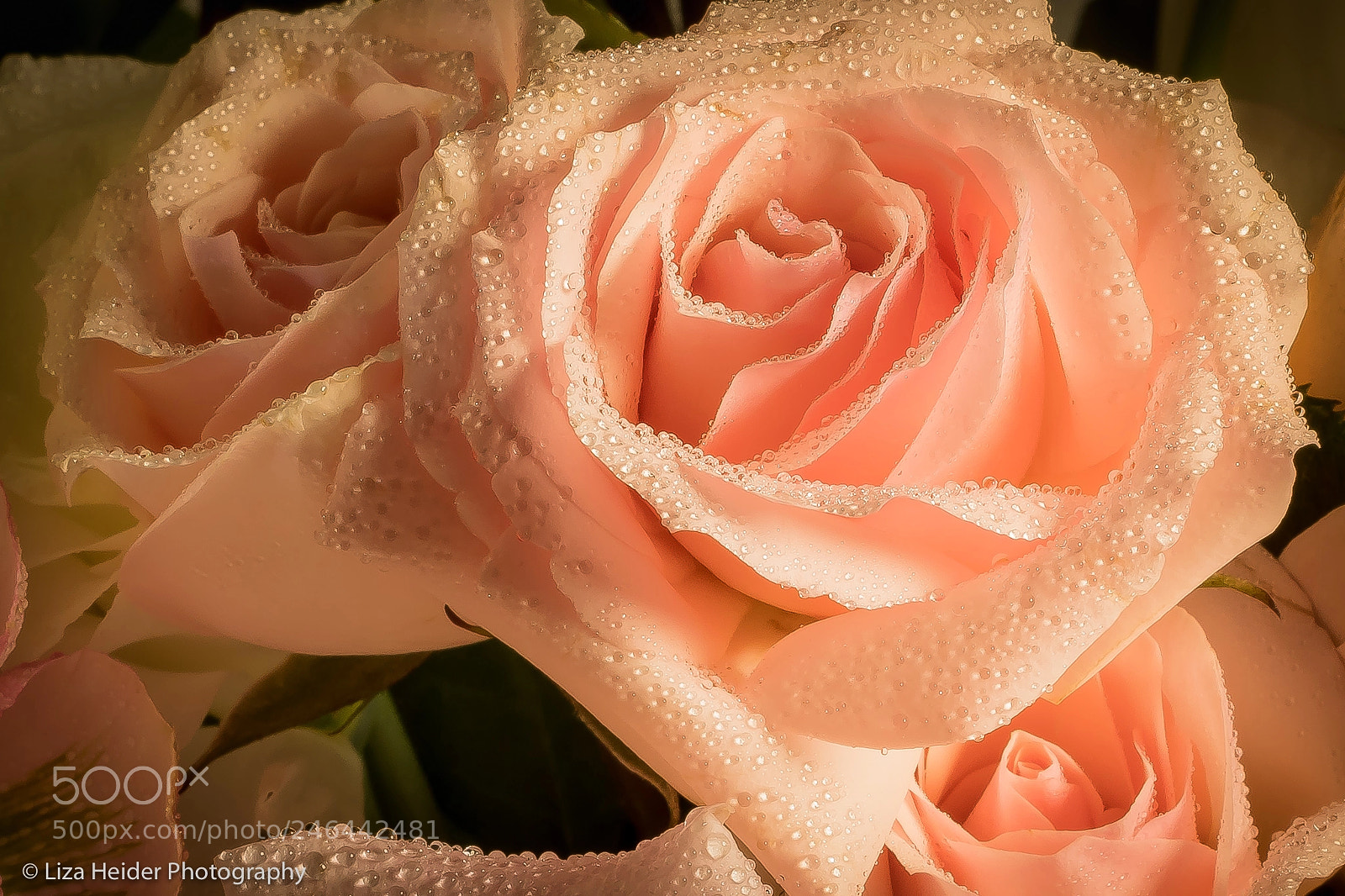 Nikon D850 sample photo. A valentine's rose by photography