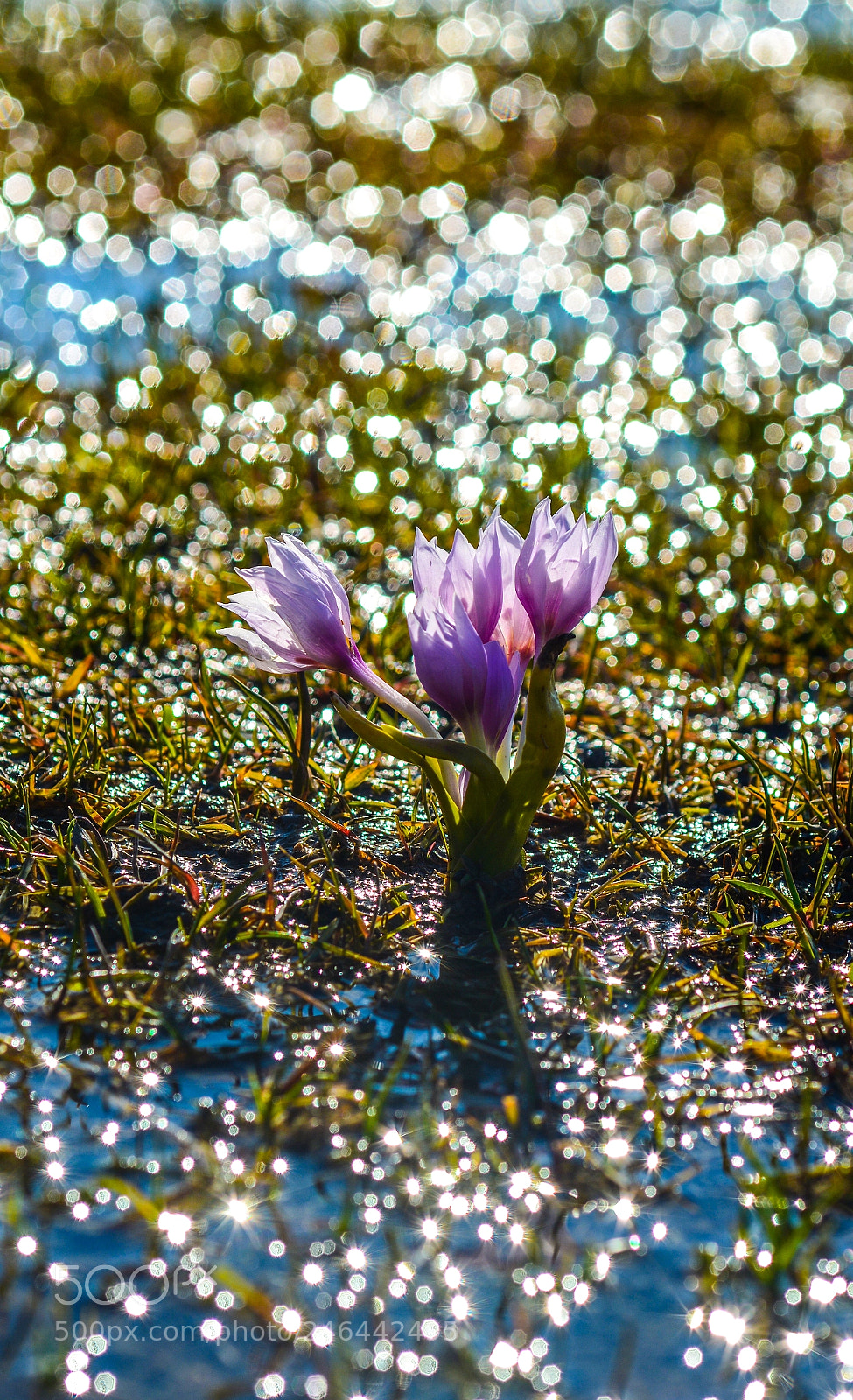 Nikon D7100 sample photo. Kar çiçeği photography