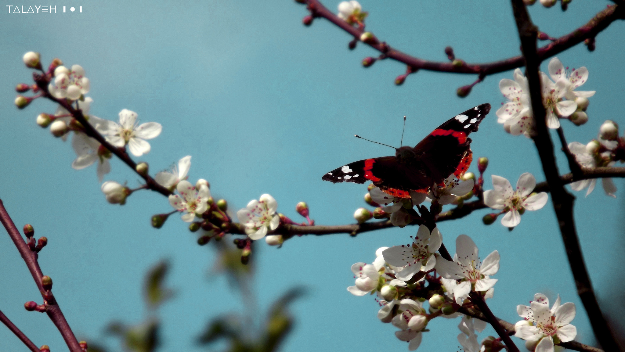 FujiFilm FinePix S4000 (FinePix S4050) sample photo. Butterfly photography