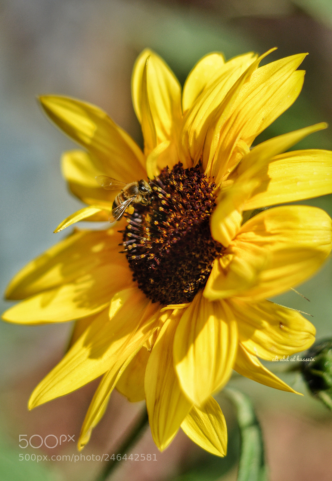 Nikon D7100 sample photo. Untitled photography