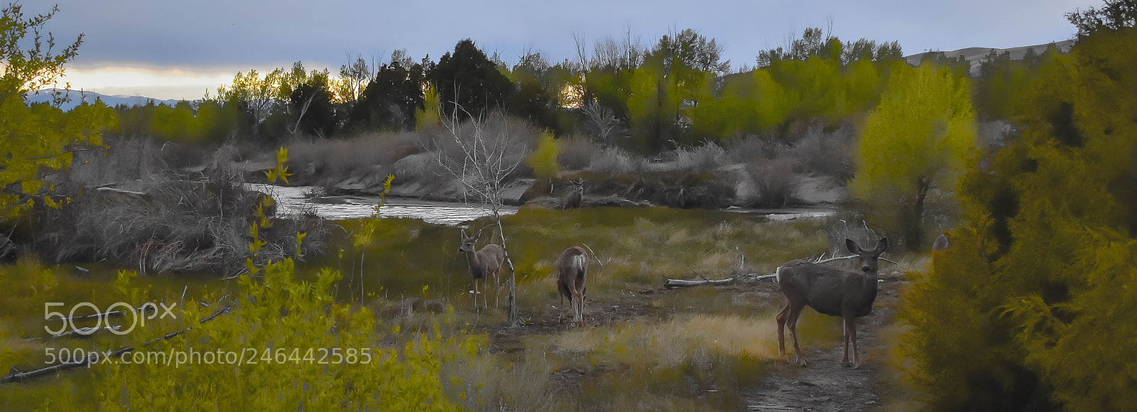 Nikon D3400 sample photo. Impressionist deer photography