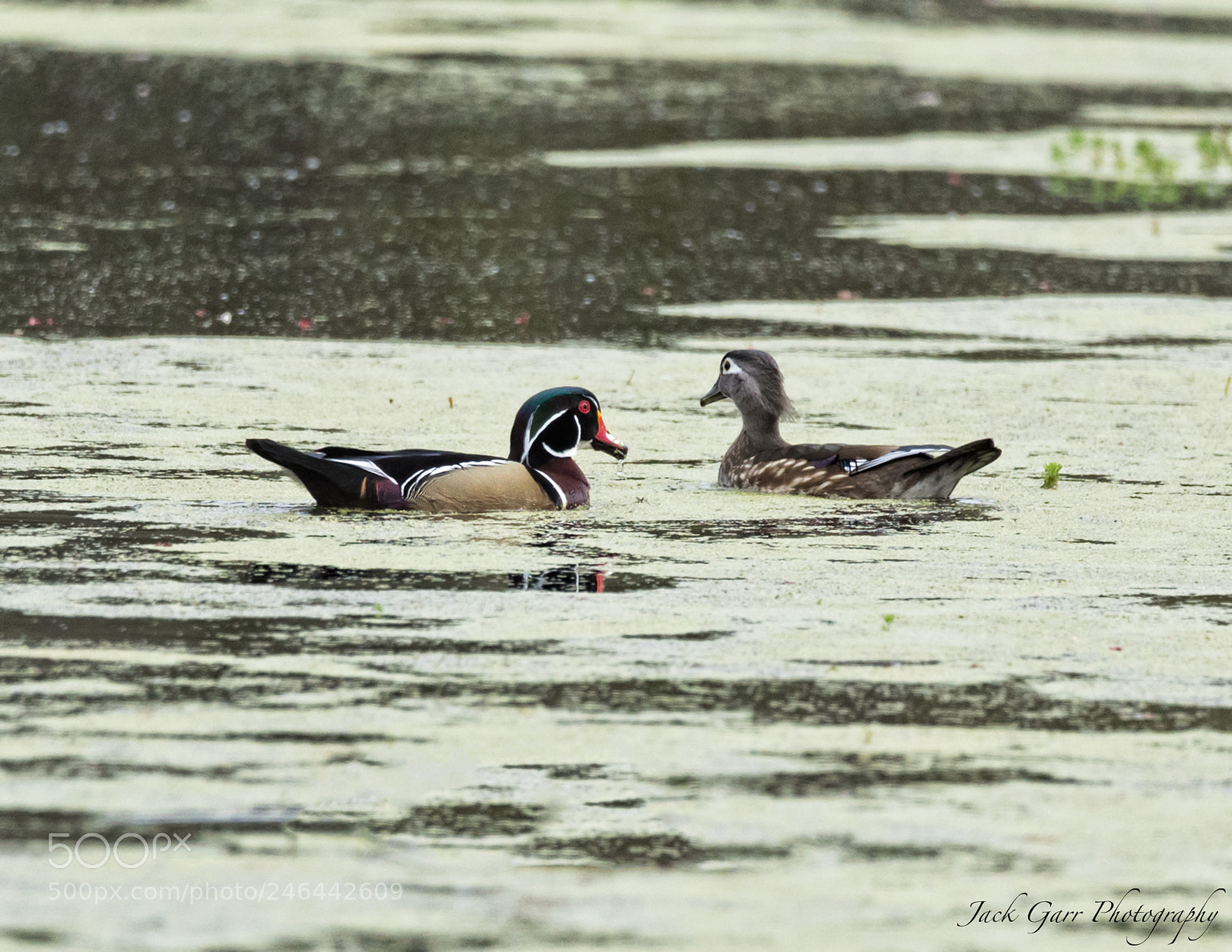 Canon EOS-1D X Mark II sample photo. Male and female wood photography