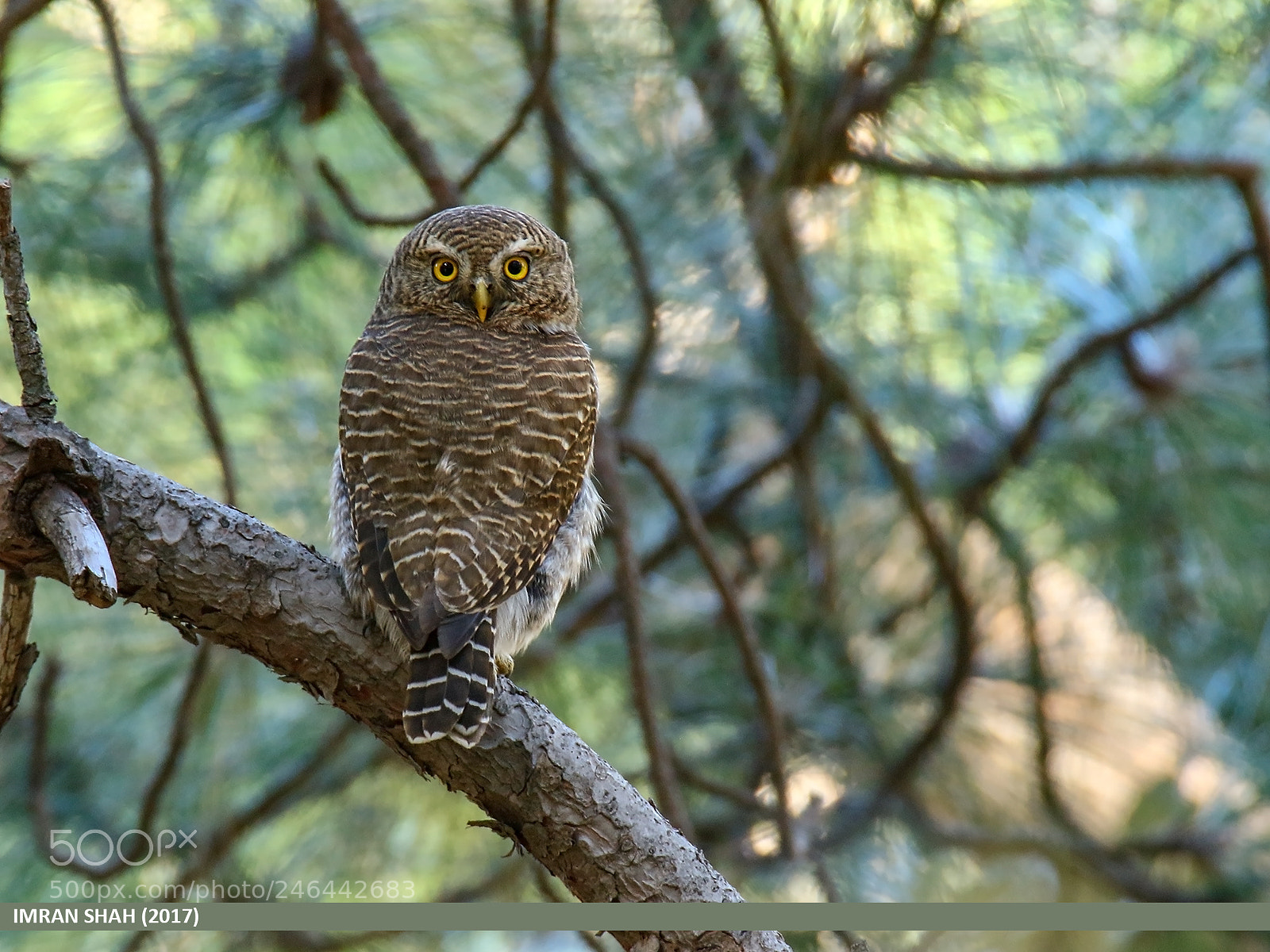 Canon EOS 7D Mark II sample photo. Asian barred owlet glaucidium photography