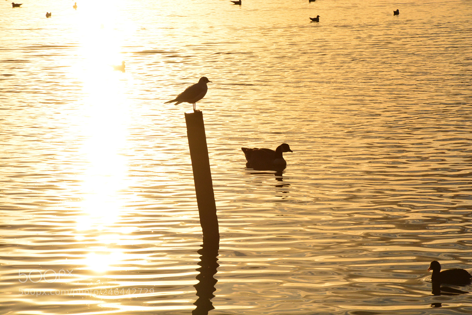 Nikon D5200 sample photo. Untitled photography