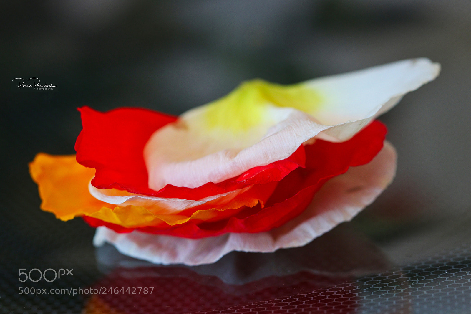Canon EOS 77D (EOS 9000D / EOS 770D) sample photo. Icelandic poppy deconstructed photography