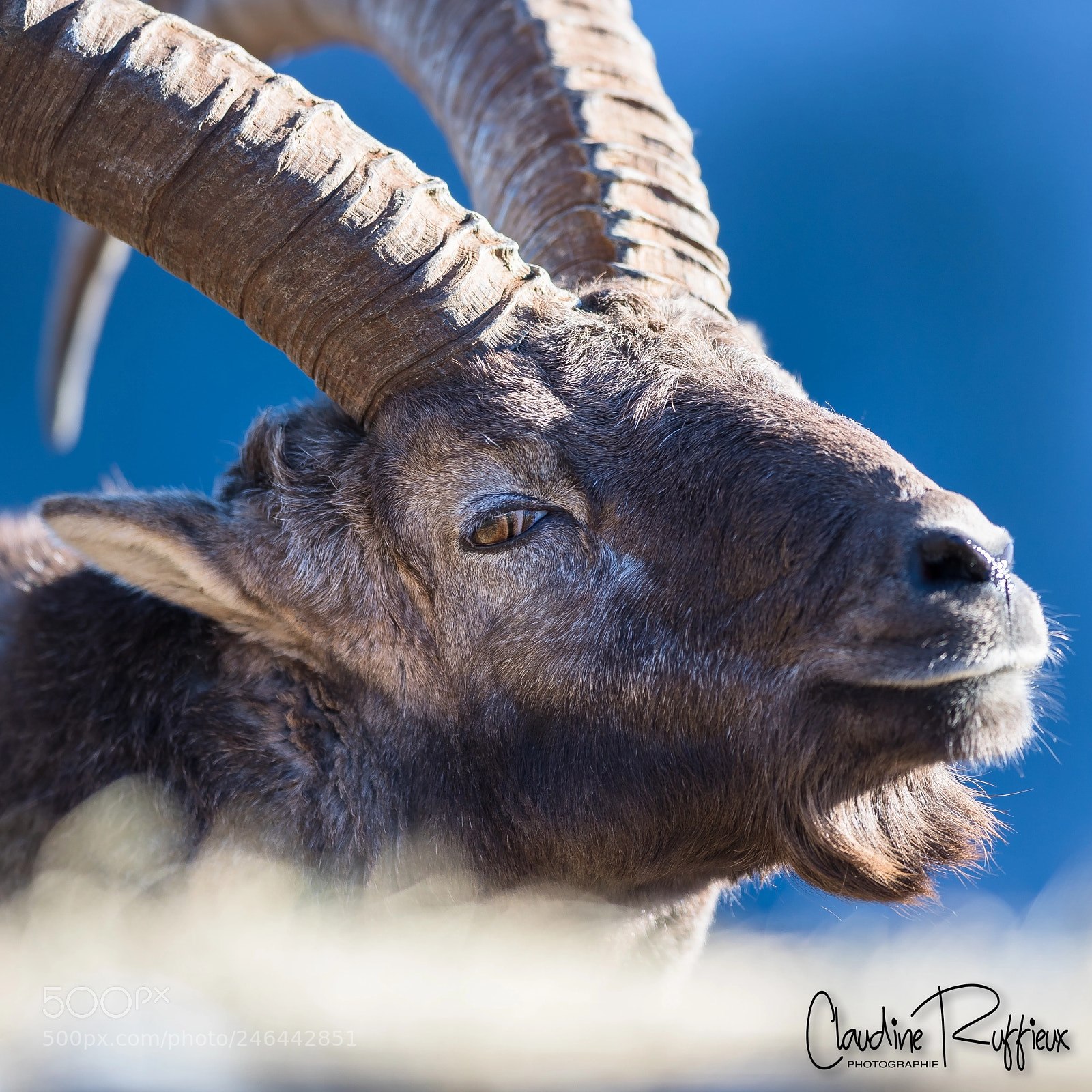 Canon EOS-1D X Mark II sample photo. Bouquetin photography