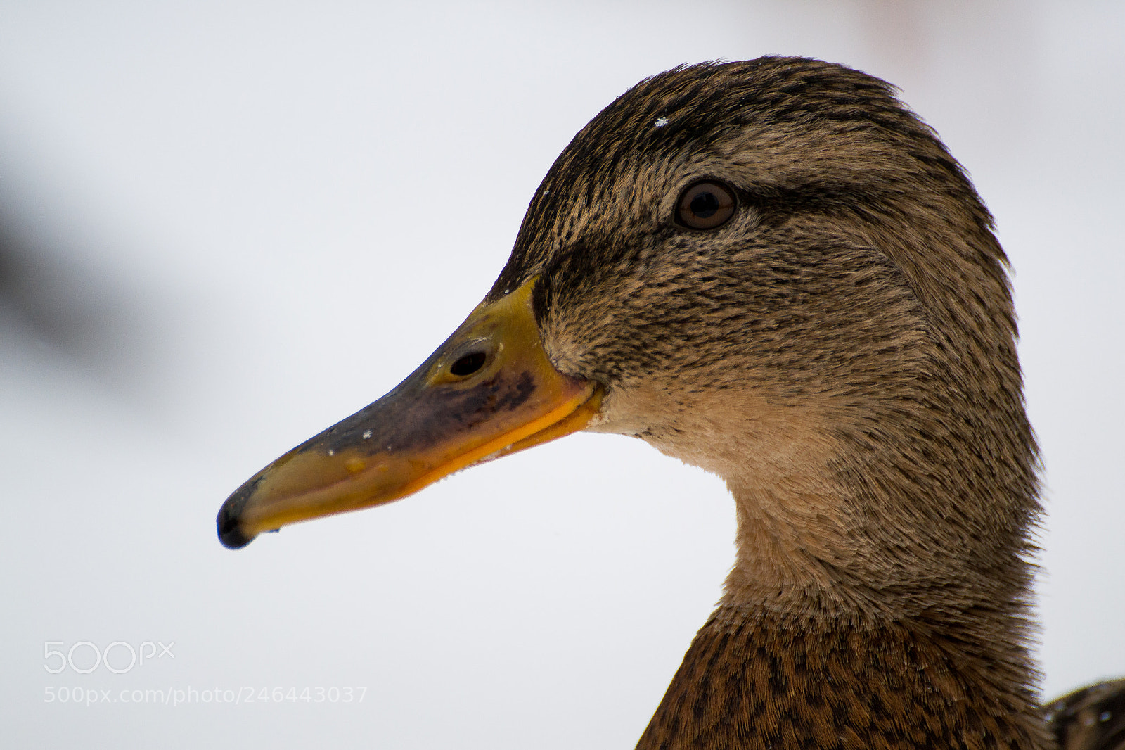 Nikon D3100 sample photo. Hey, duck photography