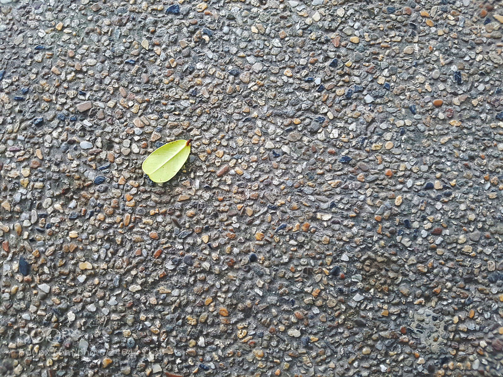 Samsung Galaxy S7 sample photo. Background with a leaf photography