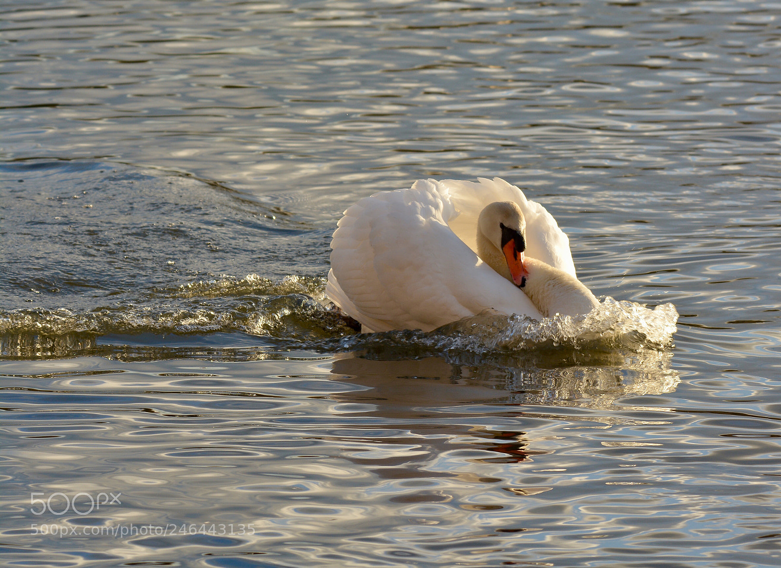 Nikon D7100 sample photo. Untitled photography