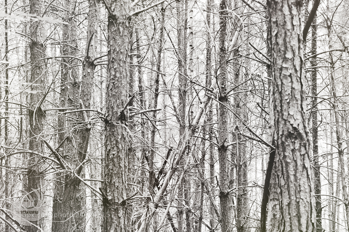 Nikon D5000 sample photo. Busy forest photography