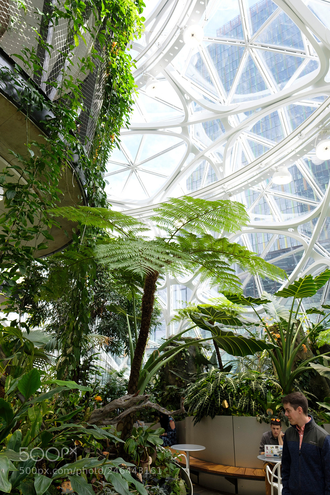 Fujifilm X-T2 sample photo. Amazon spheres photography