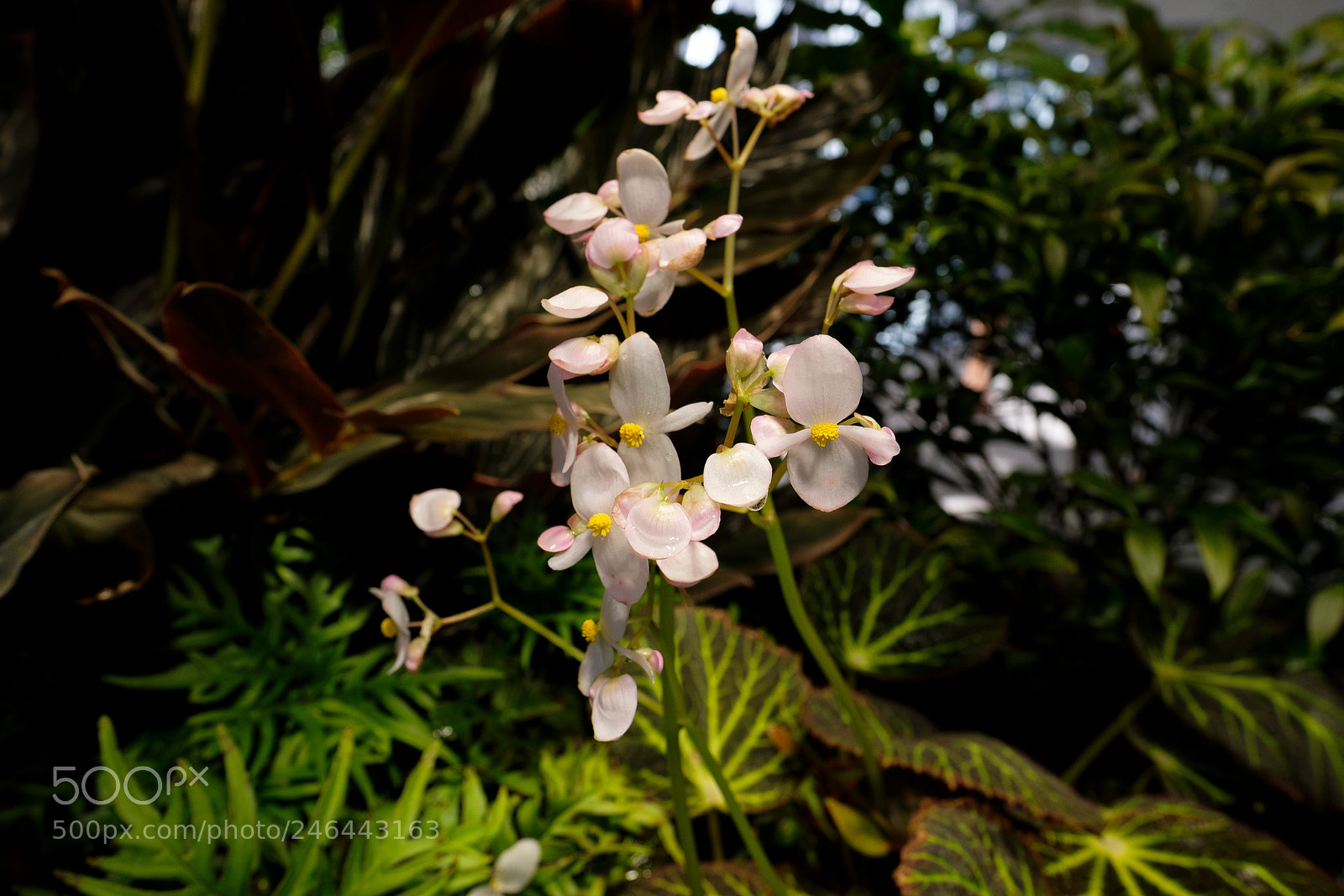 Fujifilm X-T2 sample photo. Amazon spheres photography