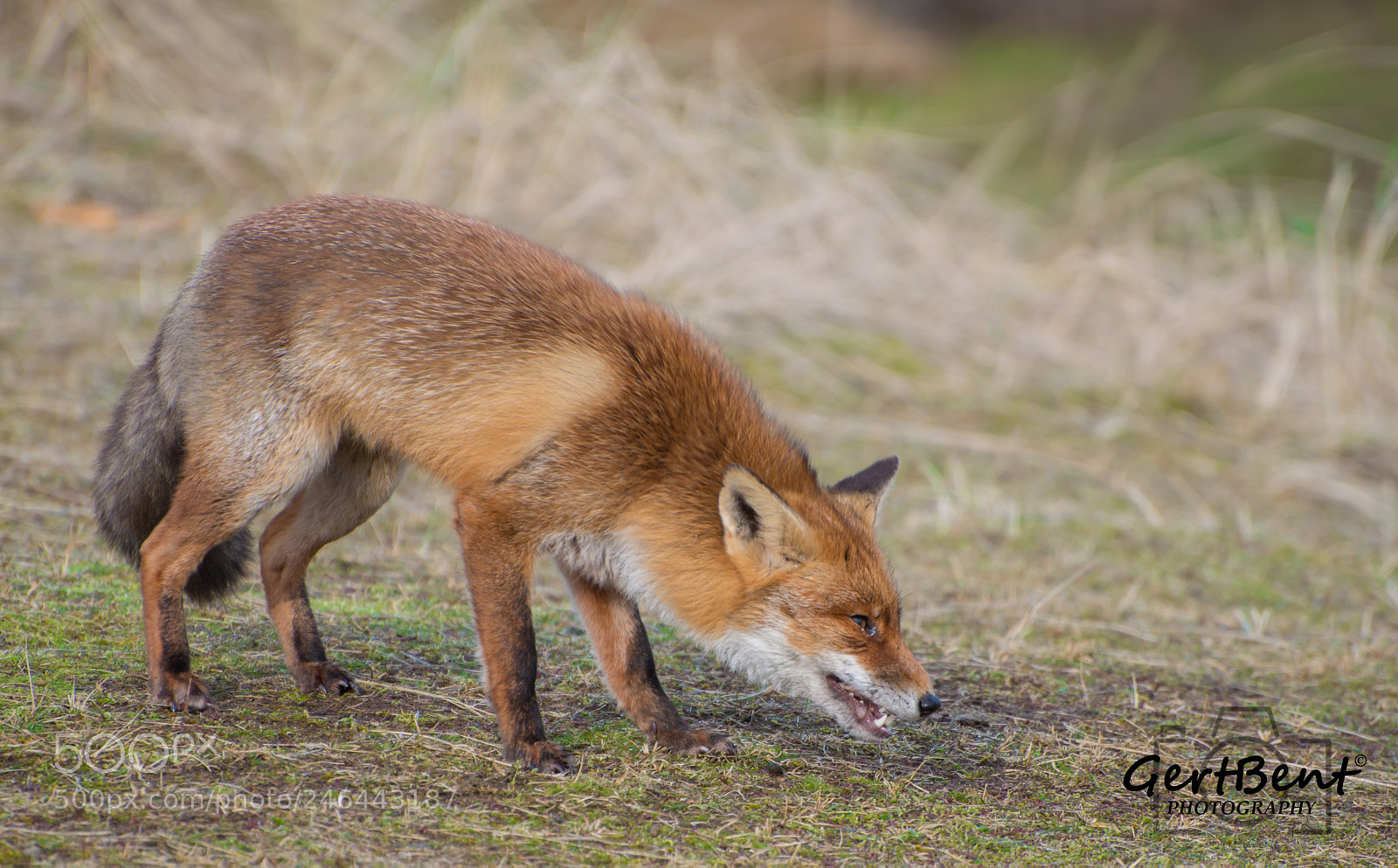 Nikon D800 sample photo. Angry fox photography