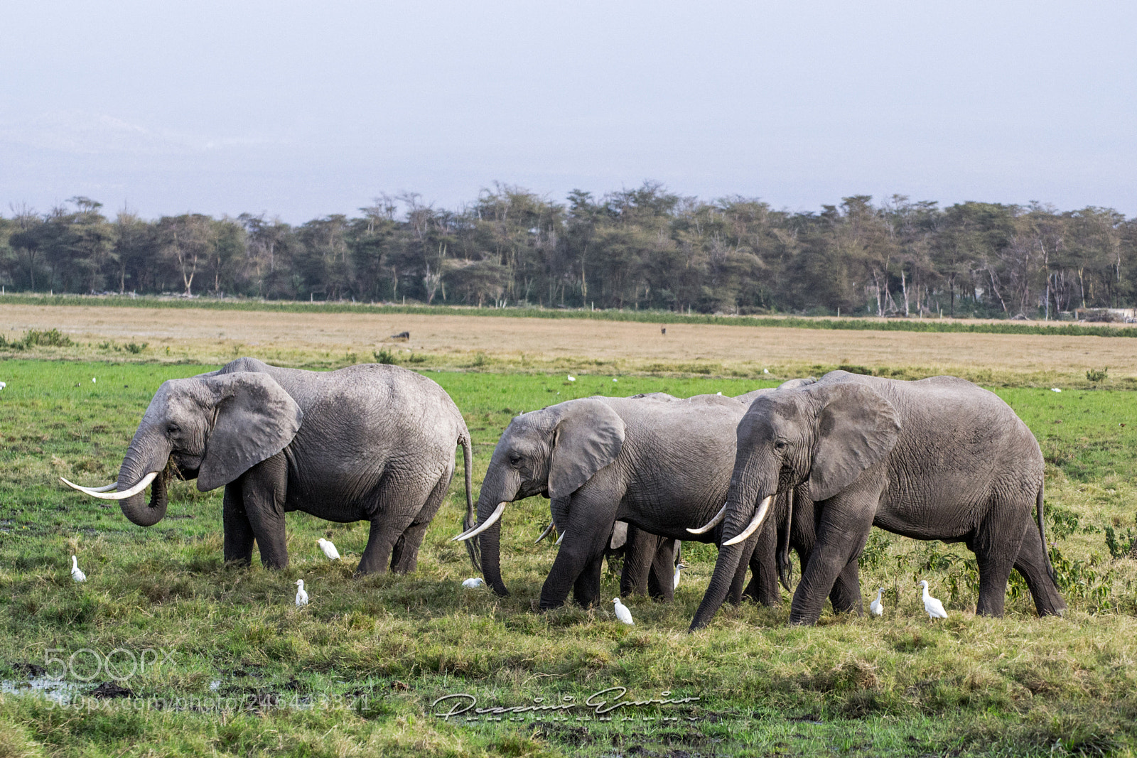 Nikon D3100 sample photo. Elephant photography