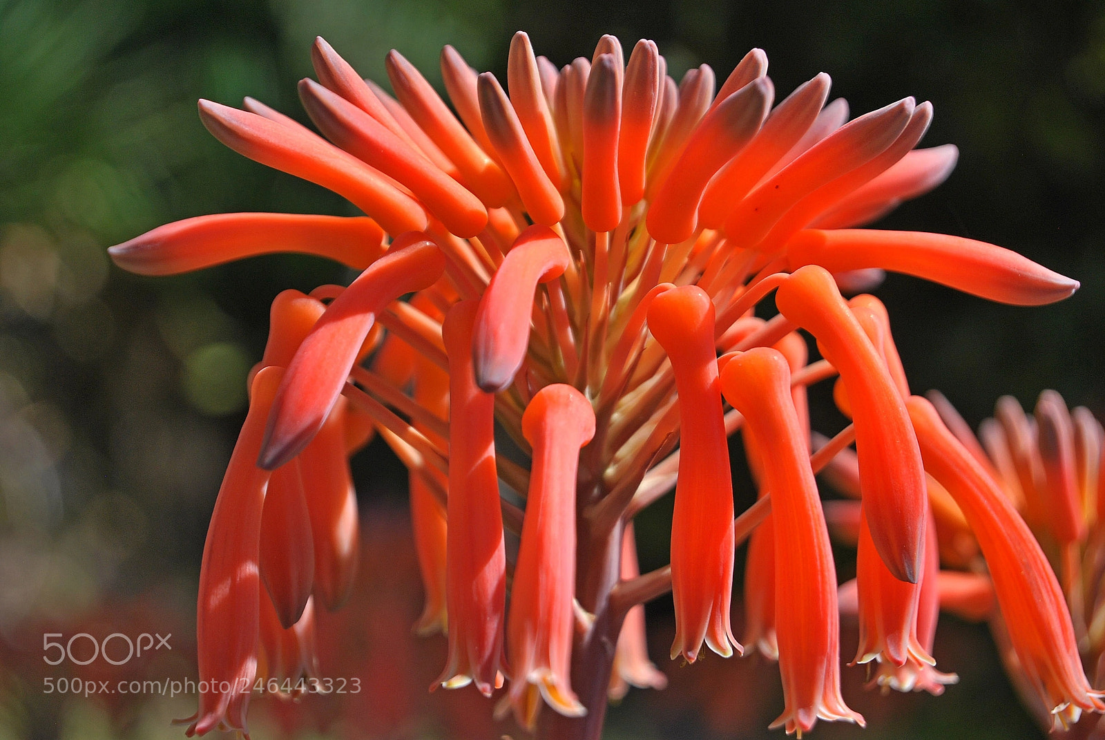 Nikon D60 sample photo. Aloe mitriformis photography
