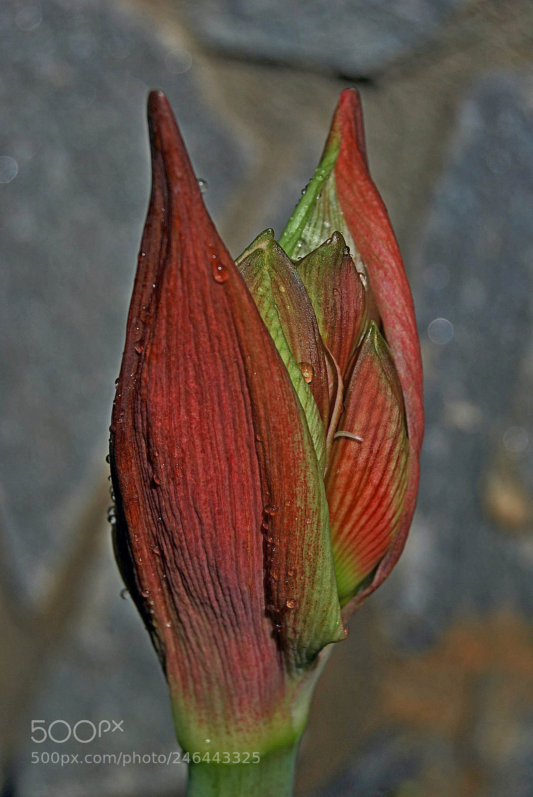 Nikon D60 sample photo. Amarilis photography