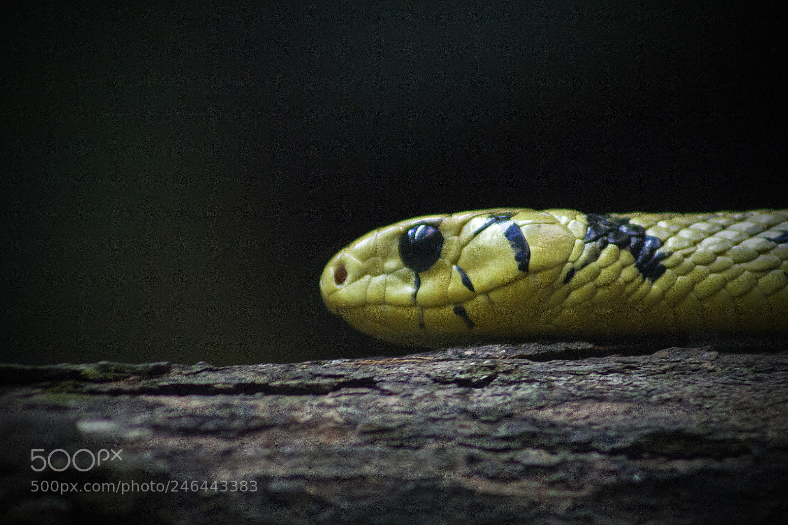 Canon EOS 550D (EOS Rebel T2i / EOS Kiss X4) sample photo. Snake photography