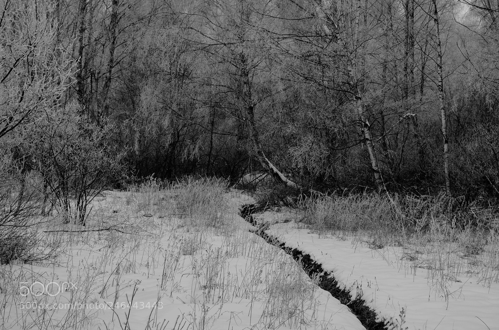 Nikon D5100 sample photo. Untitled photography