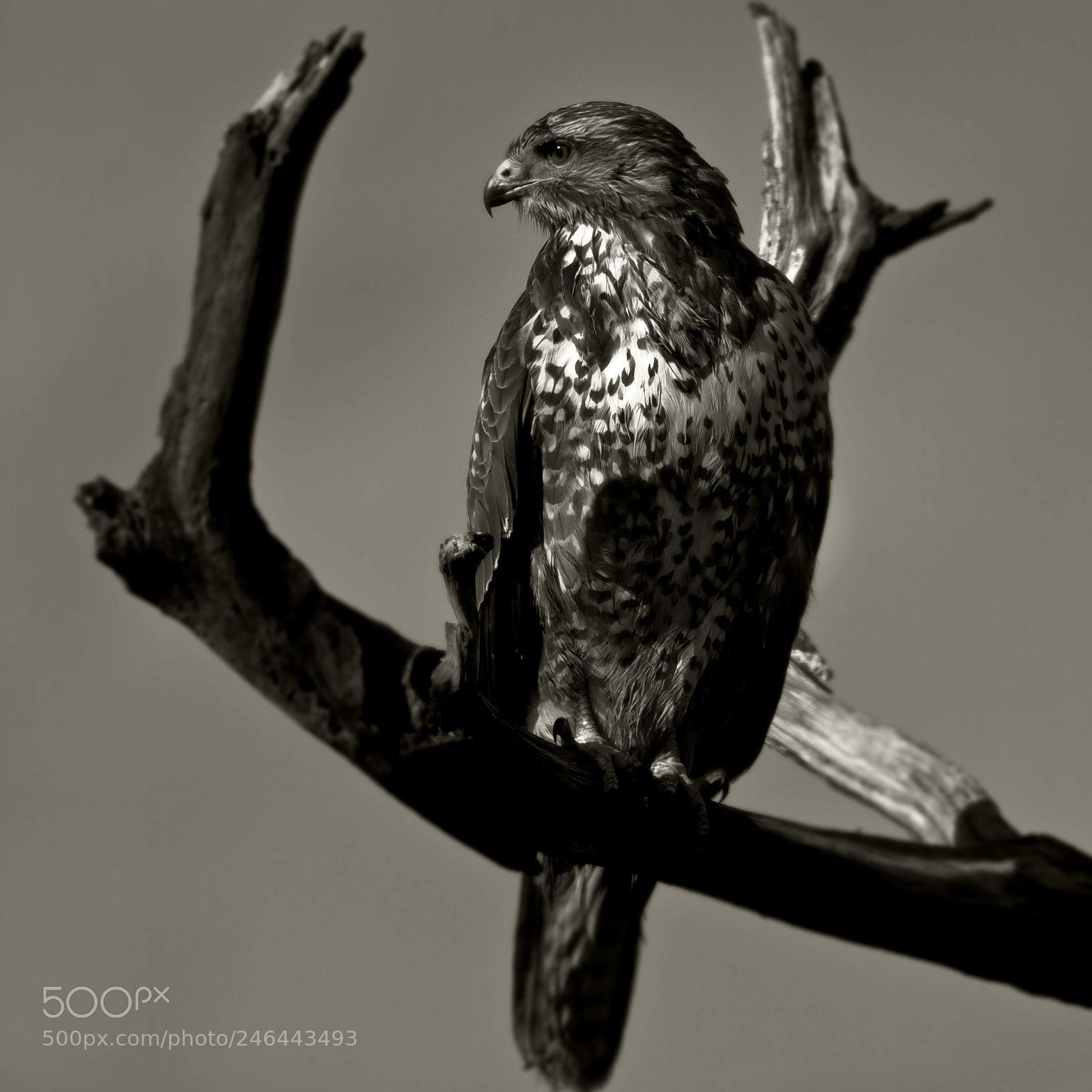 Canon EOS 50D sample photo. Birds photography