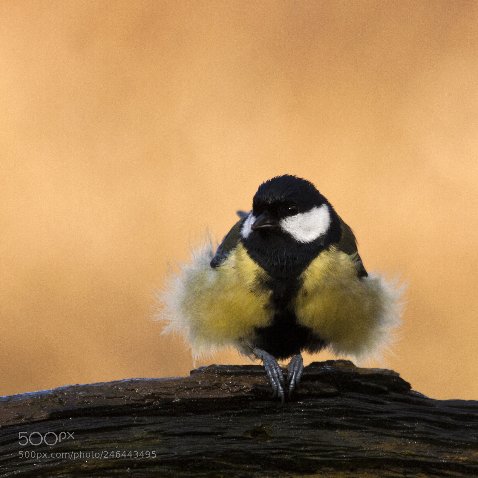 Canon EOS 50D sample photo. Birds photography