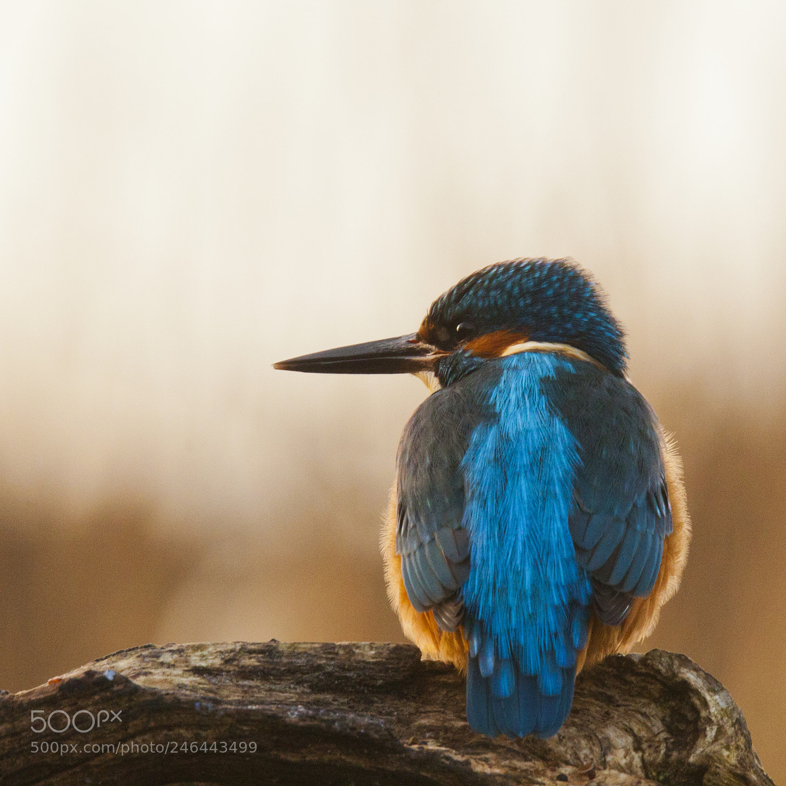 Canon EOS 50D sample photo. Birds photography