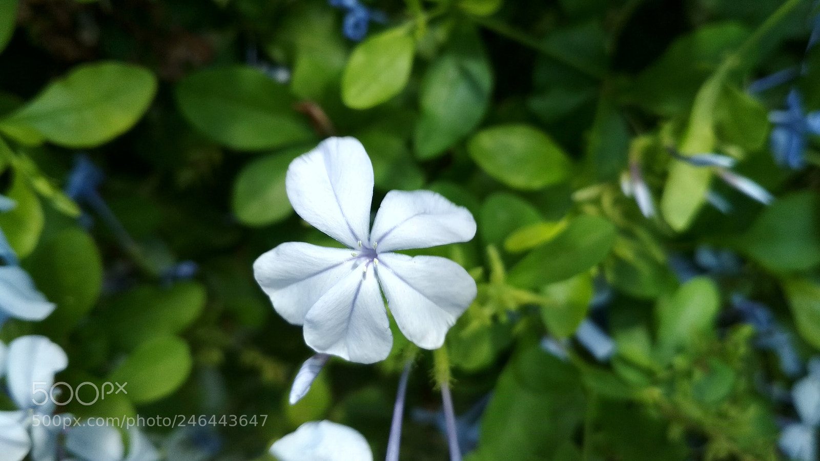Xiaomi Redmi 4X sample photo. Flor photography