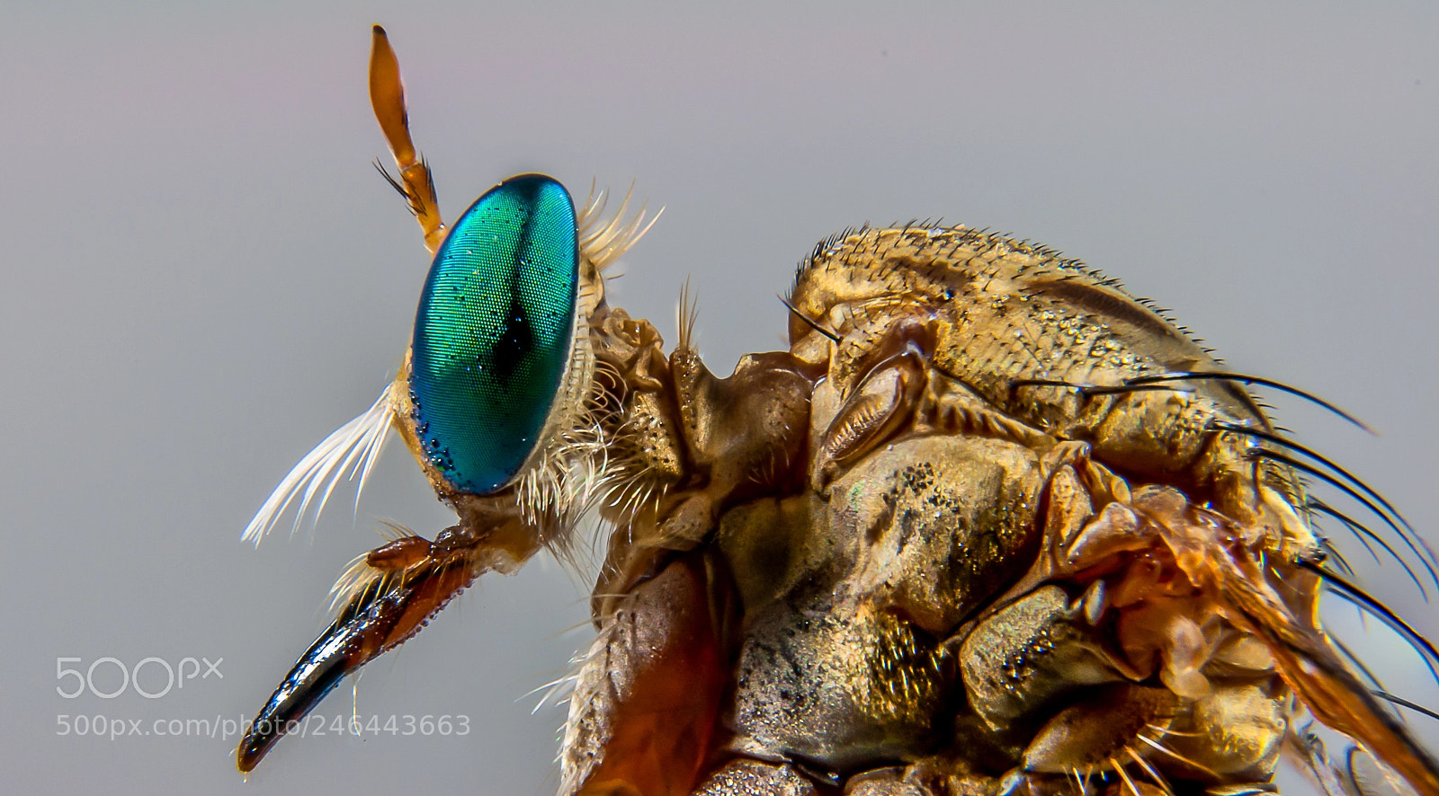Nikon D5000 sample photo. Green eyed robber fly photography