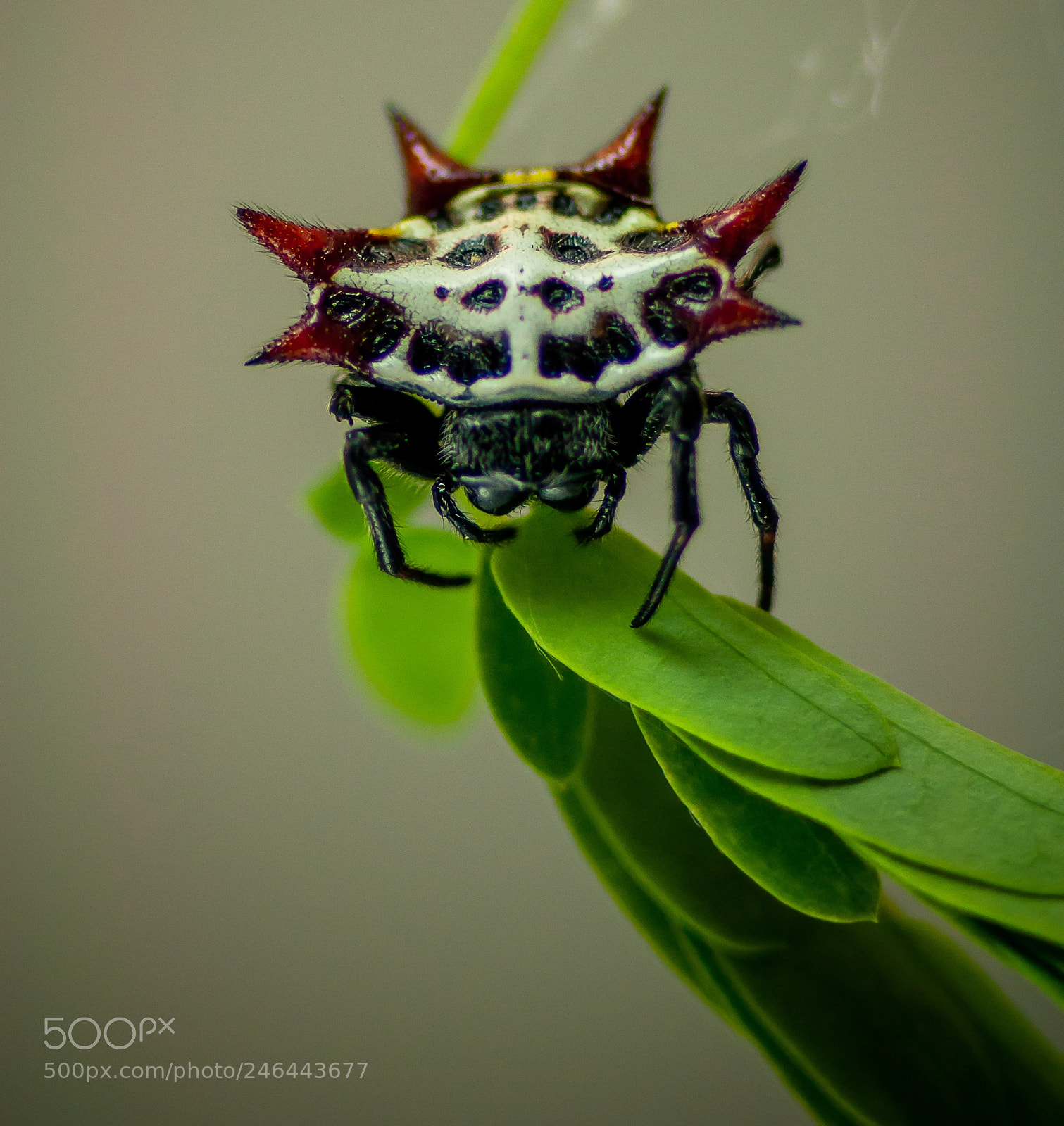 Nikon D5000 sample photo. Spiney orb weaver spider photography