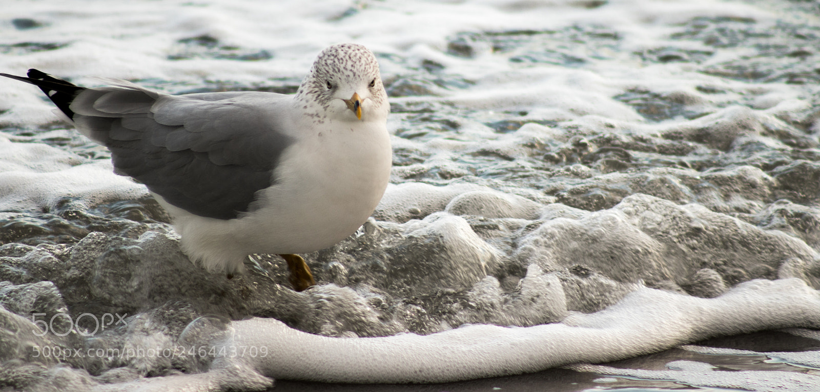 Canon EOS 800D (EOS Rebel T7i / EOS Kiss X9i) sample photo. Seagull at water's edge photography