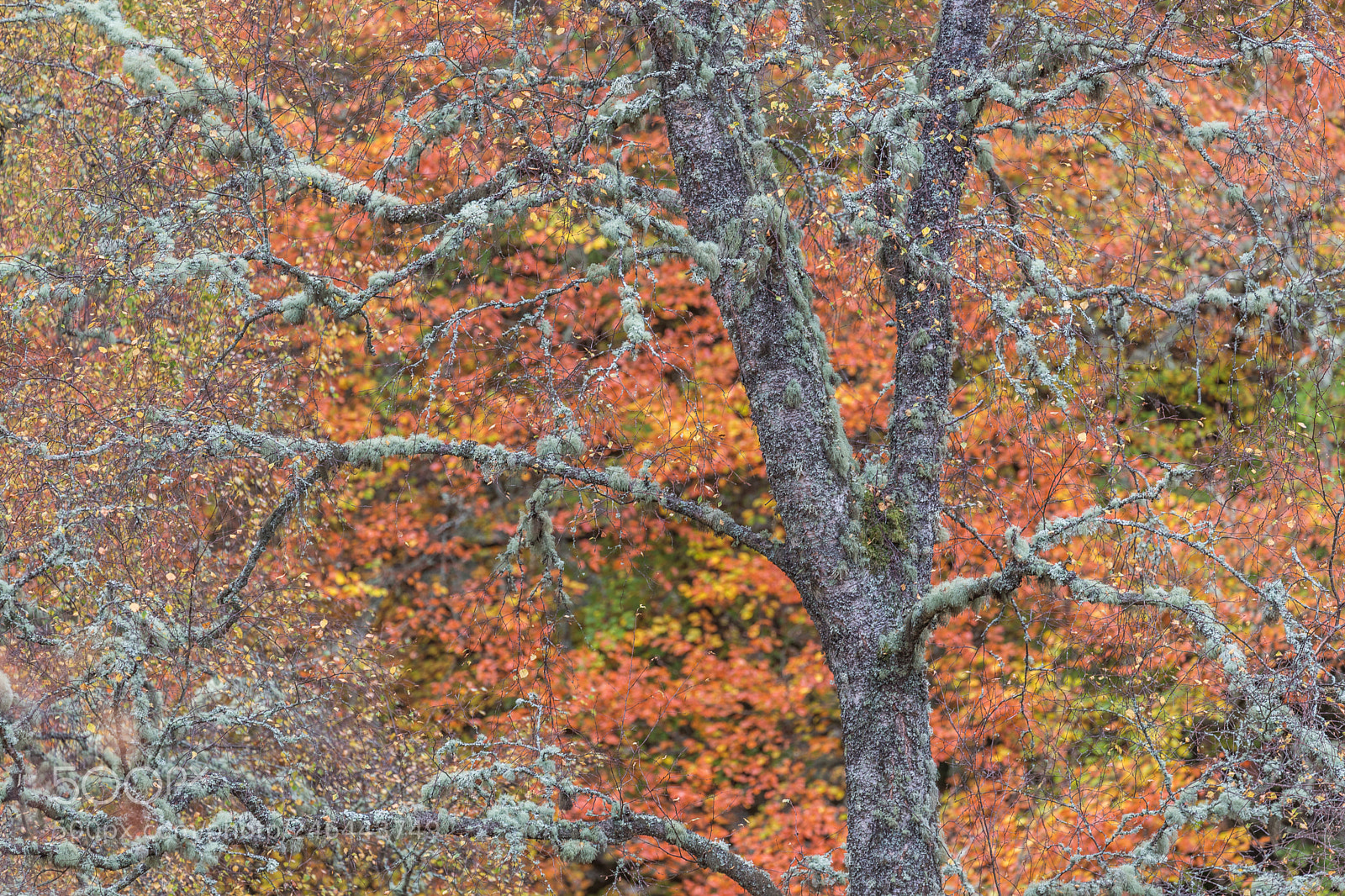Canon EOS 6D Mark II sample photo. Coated in lichen photography