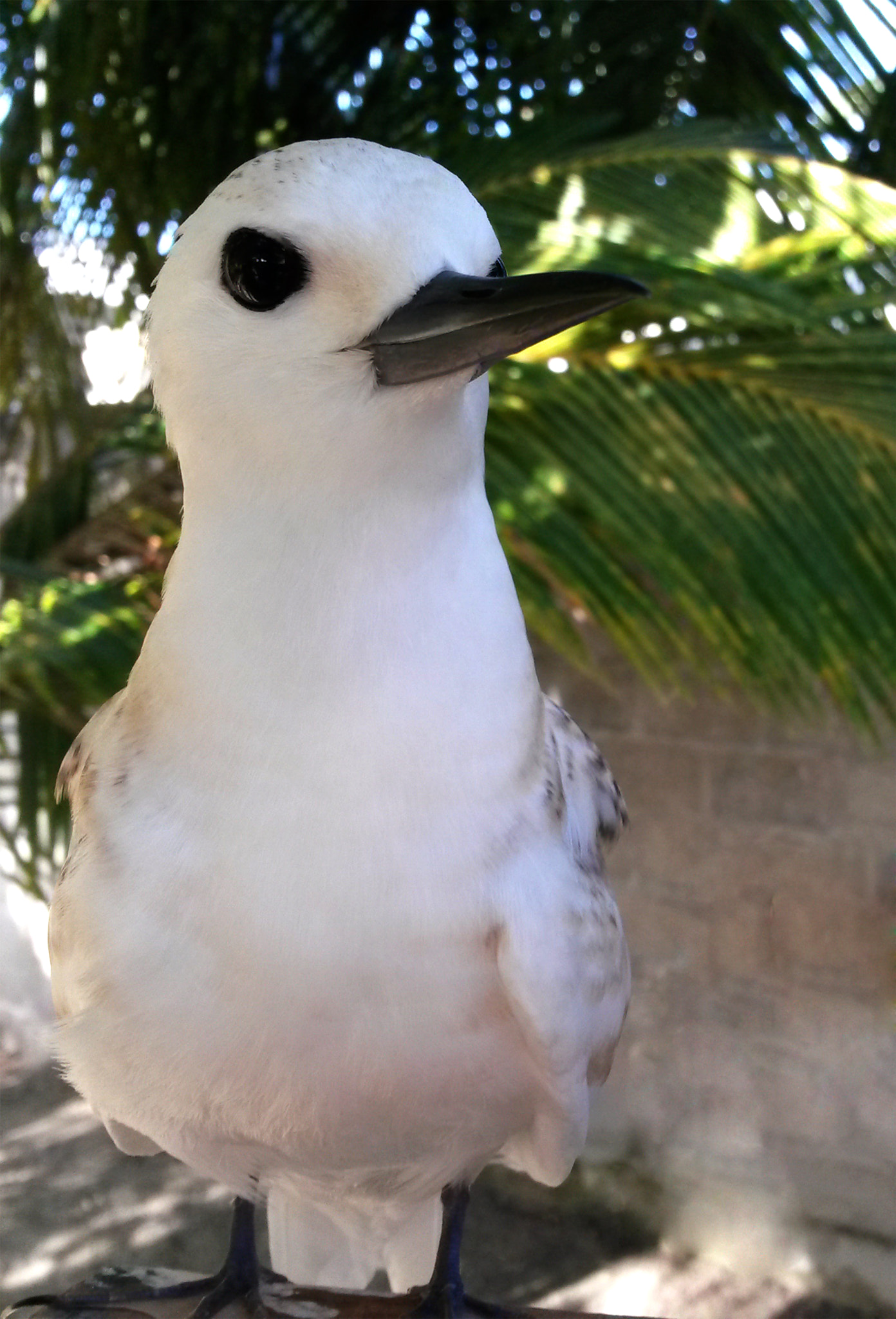 Samsung Galaxy S4 Active sample photo. Bird photography
