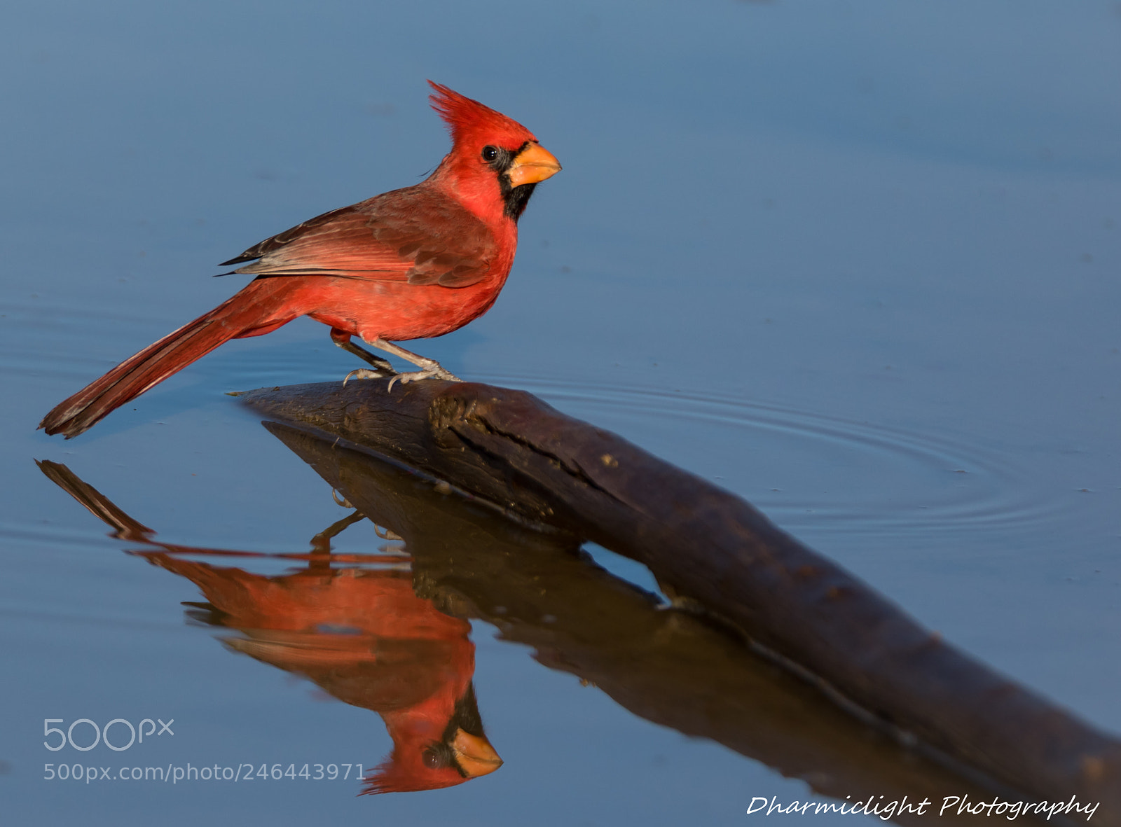 Canon EOS 7D Mark II sample photo. A reflective moment photography