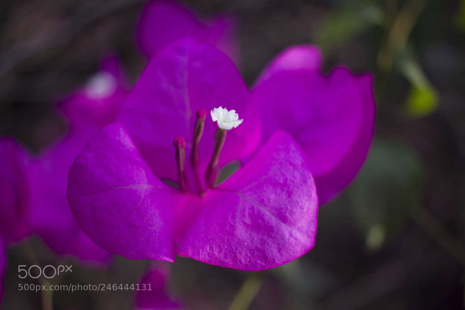 Canon EOS 600D (Rebel EOS T3i / EOS Kiss X5) sample photo. Beautiful flower photography