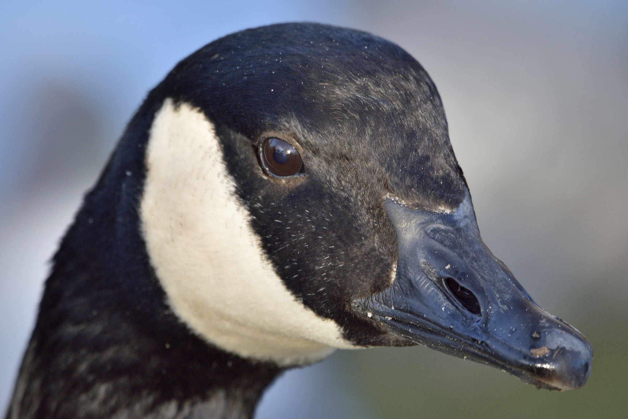 Nikon D3300 sample photo. Duck photography