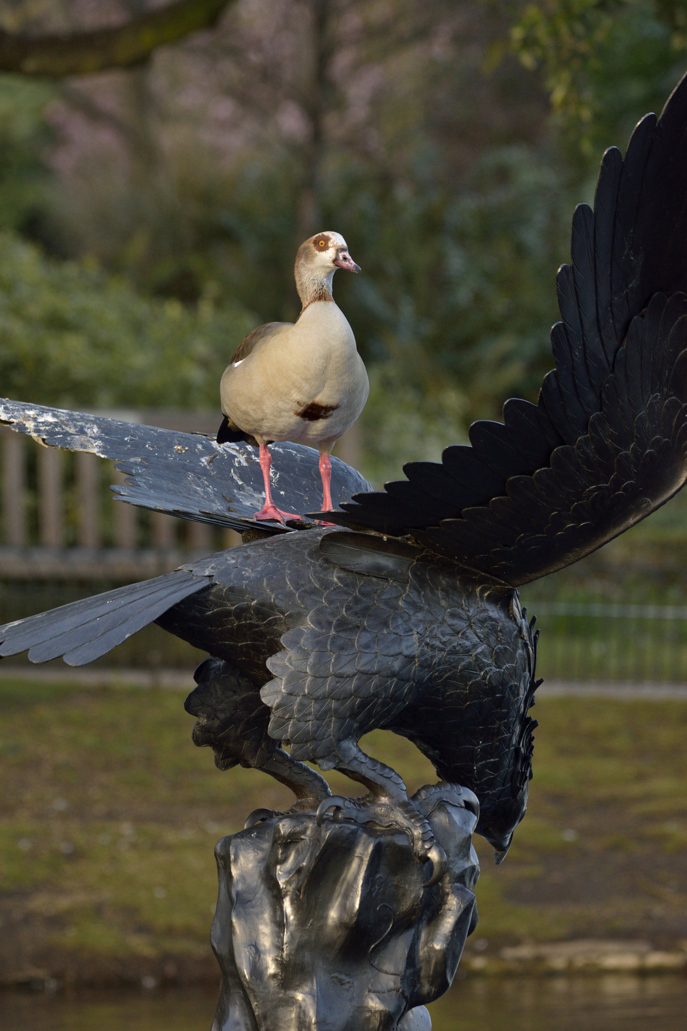 Sigma 150-600mm F5-6.3 DG OS HSM | C sample photo. King of birds photography