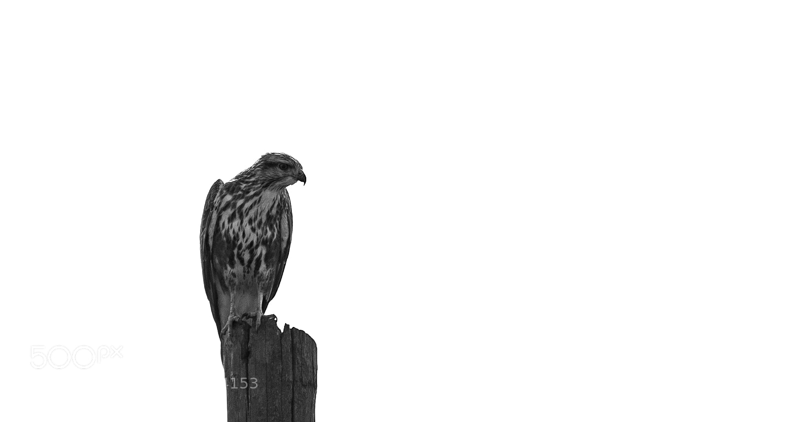 Fujifilm X-T2 sample photo. Falcon photography